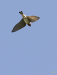 Cliff Swallow